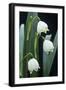 Leucojum Vernum Flowers-Archie Young-Framed Photographic Print