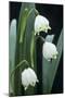 Leucojum Vernum Flowers-Archie Young-Mounted Photographic Print