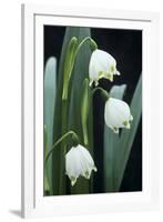 Leucojum Vernum Flowers-Archie Young-Framed Photographic Print