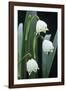 Leucojum Vernum Flowers-Archie Young-Framed Photographic Print