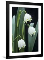 Leucojum Vernum Flowers-Archie Young-Framed Photographic Print