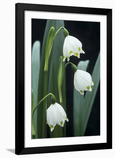 Leucojum Vernum Flowers-Archie Young-Framed Photographic Print