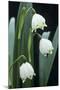 Leucojum Vernum Flowers-Archie Young-Mounted Photographic Print