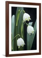 Leucojum Vernum Flowers-Archie Young-Framed Photographic Print