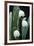 Leucojum Vernum Flowers-Archie Young-Framed Photographic Print