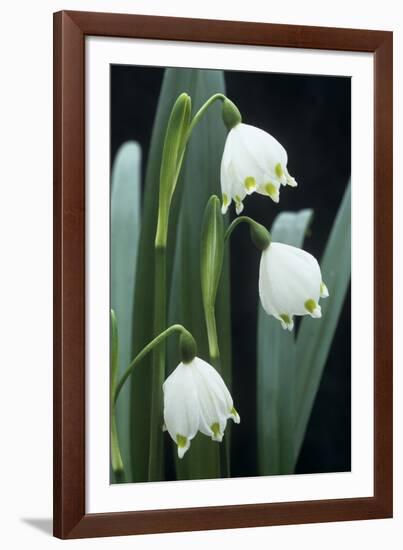 Leucojum Vernum Flowers-Archie Young-Framed Photographic Print