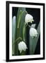 Leucojum Vernum Flowers-Archie Young-Framed Photographic Print