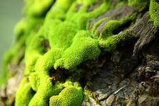 Moss-leungchopan-Laminated Photographic Print