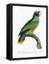 Levaillant Parrot IX-Francois Levaillant-Framed Stretched Canvas