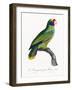 Levaillant Parrot IX-Francois Levaillant-Framed Art Print