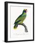 Levaillant Parrot IX-Francois Levaillant-Framed Art Print