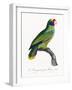 Levaillant Parrot IX-Francois Levaillant-Framed Art Print