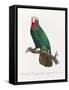 Levaillant Parrot VI-Francois Levaillant-Framed Stretched Canvas