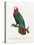 Levaillant Parrot VI-Francois Levaillant-Stretched Canvas