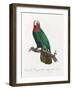 Levaillant Parrot VI-Francois Levaillant-Framed Art Print