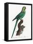 Levaillant Parrot VII-Francois Levaillant-Framed Stretched Canvas