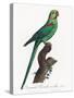 Levaillant Parrot VII-Francois Levaillant-Stretched Canvas