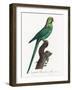 Levaillant Parrot VII-Francois Levaillant-Framed Art Print