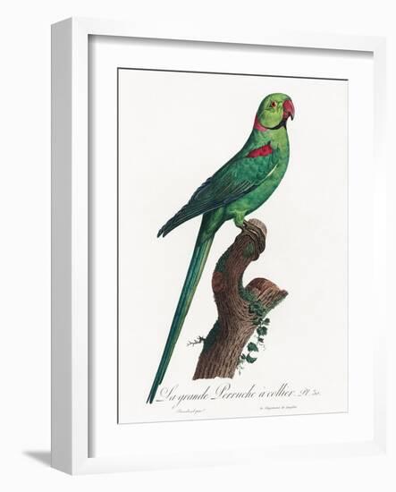 Levaillant Parrot VII-Francois Levaillant-Framed Art Print