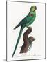 Levaillant Parrot VII-Francois Levaillant-Mounted Art Print