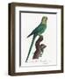 Levaillant Parrot VII-Francois Levaillant-Framed Art Print