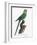 Levaillant Parrot VII-Francois Levaillant-Framed Art Print