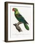 Levaillant Parrot X-Francois Levaillant-Framed Art Print