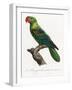 Levaillant Parrot X-Francois Levaillant-Framed Art Print