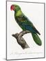 Levaillant Parrot X-Francois Levaillant-Mounted Art Print