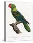 Levaillant Parrot X-Francois Levaillant-Stretched Canvas