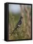 Levaillant's Cuckoo (Le Vaillant's Cuckoo) (Striped Cuckoo) (Clamator Levaillantii)-James Hager-Framed Stretched Canvas