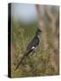 Levaillant's Cuckoo (Le Vaillant's Cuckoo) (Striped Cuckoo) (Clamator Levaillantii)-James Hager-Stretched Canvas