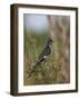 Levaillant's Cuckoo (Le Vaillant's Cuckoo) (Striped Cuckoo) (Clamator Levaillantii)-James Hager-Framed Photographic Print