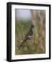 Levaillant's Cuckoo (Le Vaillant's Cuckoo) (Striped Cuckoo) (Clamator Levaillantii)-James Hager-Framed Photographic Print