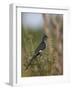 Levaillant's Cuckoo (Le Vaillant's Cuckoo) (Striped Cuckoo) (Clamator Levaillantii)-James Hager-Framed Photographic Print