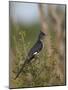 Levaillant's Cuckoo (Le Vaillant's Cuckoo) (Striped Cuckoo) (Clamator Levaillantii)-James Hager-Mounted Photographic Print