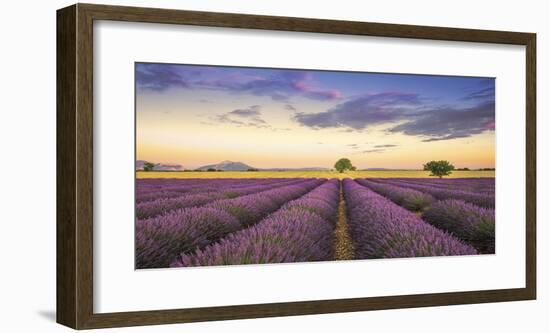 Levendar-Jim Nilsen-Framed Giclee Print