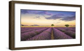 Levendar-Jim Nilsen-Framed Giclee Print