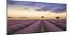 Levendar-Jim Nilsen-Mounted Giclee Print