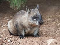 Native Australian Wombat-LevKr-Photographic Print