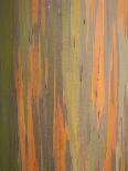 Rainbow Eucalyptus Tree Bark-Lew Robertson-Photographic Print
