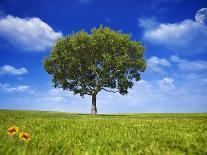 Tree Against Blue Sky-Lew Robertson-Photographic Print