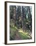 Lewis and Clark Trail over Lolo Pass, Bitterroot Mountains, Montana-null-Framed Photographic Print