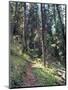 Lewis and Clark Trail over Lolo Pass, Bitterroot Mountains, Montana-null-Mounted Photographic Print