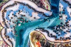 Giant clam mantle detail, Red Sea, Egypt.-Lewis Jefferies-Framed Stretched Canvas