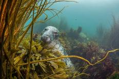 Compass jellyfish feeding on plankton near surface, Cornwall-Lewis Jefferies-Framed Stretched Canvas