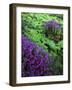 Lewis Monkeyflower, Mt. Rainier National Parks, Washington, USA-Charles Gurche-Framed Photographic Print