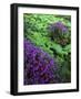 Lewis Monkeyflower, Mt. Rainier National Parks, Washington, USA-Charles Gurche-Framed Photographic Print