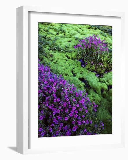 Lewis Monkeyflower, Mt. Rainier National Parks, Washington, USA-Charles Gurche-Framed Photographic Print