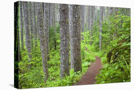 Lewis River, Gifford Pinchot National Forest, Washington, USA-Jamie & Judy Wild-Stretched Canvas